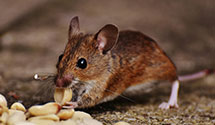 24 Hour & Emergency Exterminators in Eaton, CO